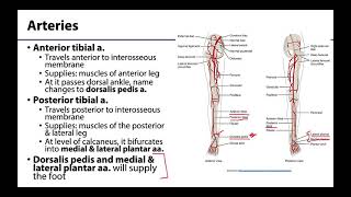 Lower Limb  Neurovasculature [upl. by Nereids698]