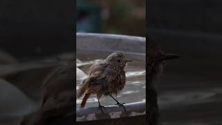 🧡🧡 Black redstart in 💦 birdbath 💧💧💧 [upl. by Ultann]