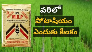 వరిలో పోటాషియం ఎందుకు కిలకం  potash fertilizer uses in paddy use of potash fertilizer in telugu [upl. by Wittie904]