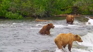 32 Chunk is Still Courting 101  July 5 2024 exploreorg [upl. by Riay]