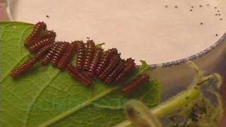 Swallowtail Butterfly Life Cycle  Pipevine Swallowtail V00608 [upl. by Elberfeld]