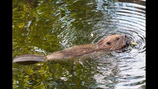 Beaver Building A Dam [upl. by Enyamrahs]