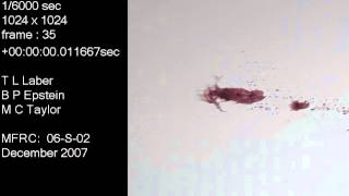 1 ml of blood projected at 30 degrees to cardboard  Blood Spatter Analysis [upl. by Tichon]