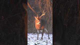 Ancient Iowa Buck Are You Shooting This Deer Or Passing [upl. by Lukash]