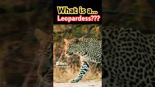 Leopardess Defined Understanding the Female Leopard  Wildlife Vocabulary [upl. by Yrmac]