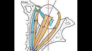 Extraocular muscles tutorial [upl. by Llertnac723]