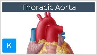 Thoracic Descending Aorta Anatomy amp Branches  Kenhub [upl. by Ariem]