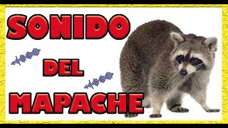 🦝 SONIDO de MAPACHE 🦝 Visión en 3D 🦝 [upl. by Groos108]