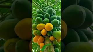 growing papaya from seeds 🍑 papaya youtubeshorts naturediscuss [upl. by Brodench]