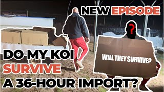 EMERGENCY DO MY KOI SURVIVE A 36 HOURS IMPORT [upl. by Eenafit]