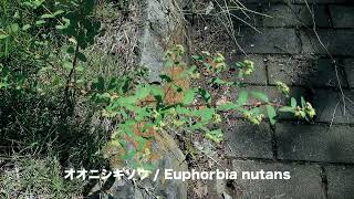 オオニシキソウEuphorbia nutans 01240917森林公園 [upl. by Snodgrass926]