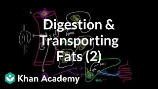 Digestion Mobilization and Transport of Fats  Part II [upl. by Marou]