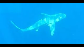 AZ MAN ALMOST GETS HIS CALF EATEN SHARK DIVE JUPITER FLORIDA 2023 MAN FROM [upl. by Elke165]