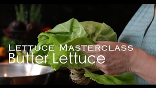 Butter Lettuce  Everything you need to know about butter lettuce [upl. by Elvia]