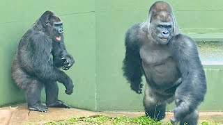 Silverback enjoys being chased by an angry female gorilla｜Shabani Group [upl. by Candy]