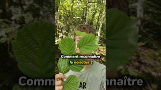 Comment reconnaître le noisetier 🌳noisetier arbres forêt naturecomestible plantessauvages [upl. by Ymmij]