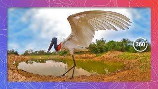 Jabbering Jabiru Storks A Sight to Behold as they Fish and Socialize [upl. by Atokad574]