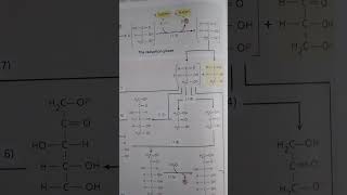 Calvin Benson Cycle  Carboxylation Reduction Regeneration phases shorts biologyyoutubeshorts [upl. by Cheney215]