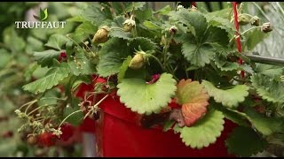 Lentretien des fraisiers après la plantation  Truffaut [upl. by Grosmark152]