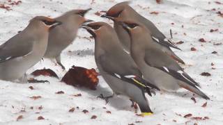 Bohemian Waxwings Eating Apples in Maine [upl. by Vernon]