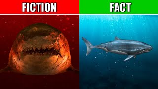 REAL Megalodon Vs Movie Megalodon [upl. by Eilerua]