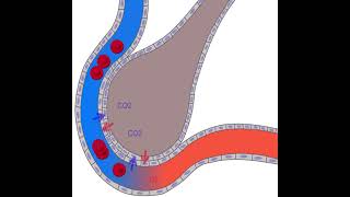 Échanges gazeux au niveau dune alvéole pulmonaire [upl. by Dajma]