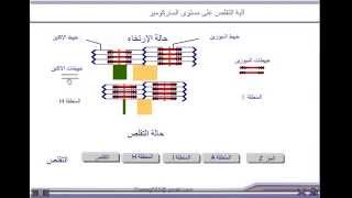 التقلص العضلي  الساركومير [upl. by Quinby701]