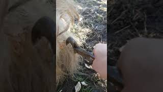 How to trim horses chestnut [upl. by Natka115]