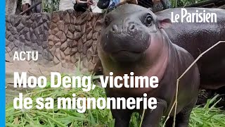 Moo Deng le bébé hippopotame nain qui fait craquer Internet et ce n’est pas sans danger [upl. by Otreblasiul]