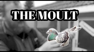 What Is The Racing Pigeon Moult [upl. by Vil]