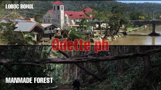 Super Typhoon Odette in Loboc Bohol  Manmade forest [upl. by Elocin]