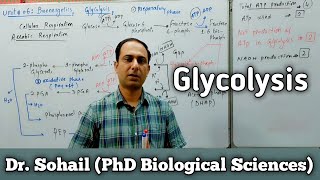 Reactions of Glycolysis  Cellular Respiration  11th Biology  MDCAT Biology  Dr Sohail [upl. by Alathia]