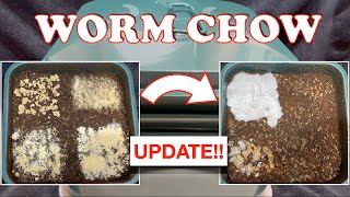 Surprising Worm Chow Test Update  Time Lapse  Vermicompost Worm Farm [upl. by Grote]