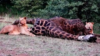 Pride of Lions on a Giraffe Kill  Winner for March 2014  Latest Wildlife Sightings [upl. by Alien]