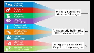 What are the Hallmarks of Aging Part One [upl. by Ennaitsirhc]