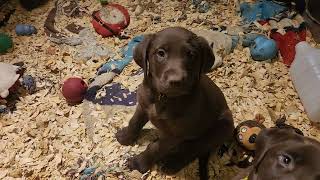 Hunny amp Stouts 7 week old Labrador Retriever puppies [upl. by Clayson]