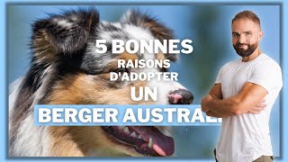 5 bonnes raisons dadopter un Berger Australien [upl. by Donnamarie447]