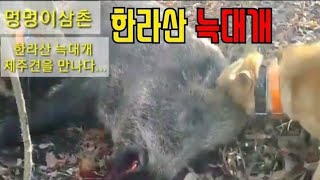 멍멍이삼촌 한라산 늑대개 배기환 형님의 제주견제주개과 어린 단성개 멧돼지 사냥korea hogdog jindo dog pungsan dog hunting hog [upl. by Paloma]