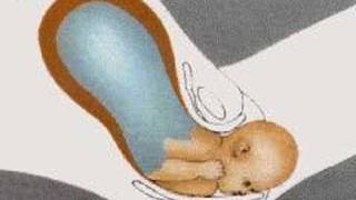 How the Body Works  Childbirth [upl. by Eanahs]