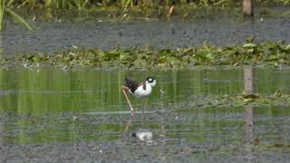 Black necked Stilt walk and call [upl. by Ennayoj]