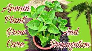 How to Grow Ajwain Plant From cutting اجوائن کاپودا [upl. by Enelav677]