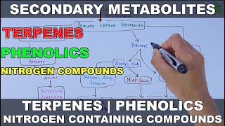 Secondary Metabolites [upl. by Redle]