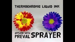 Color Changing Thermochromic Liquid Ink with Preval Sprayer [upl. by Kerat]