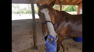 Horse sheath cleaning why clean your horse why is natural cleaning important [upl. by Eelinej572]