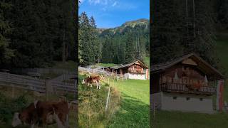 La malga Kradorfalm nella bellissima Val Casies  Die Kradorfalm im wunderschönen Gsiesertal [upl. by Eilegna]