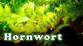 Hornwort Aquarium Plant Care Is This The FASTEST Growing Aquarium Plant [upl. by Auqinehs58]