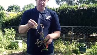 Controlling Powdery Mildew amp Burlap Sack Garden  The Wisconsin Vegetable Gardener [upl. by Eddy765]