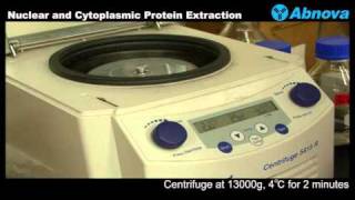 Nuclear and Cytoplasmic Protein Extraction [upl. by Ycram]