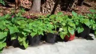 Sweet Potatoes Grown in Pots Tallahassee Florida [upl. by Enotna]