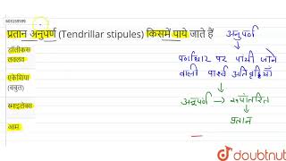 प्रतान अनुपर्ण Tendrillar stipules किसमें पाये जाते हैं  12  पुष्पीय पादपों की आकारिकी  BI [upl. by Anaes793]